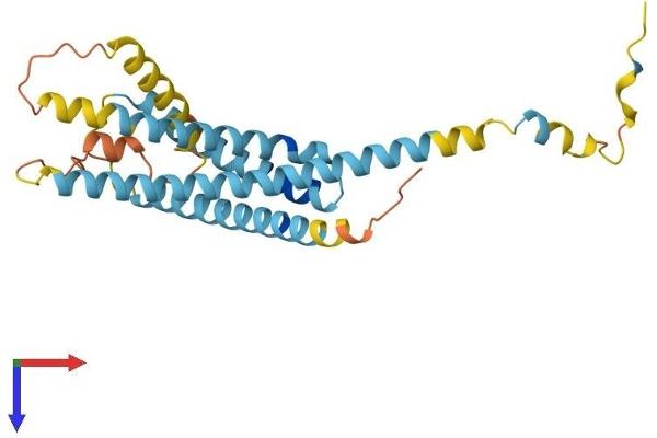 LAPTM5 Protein (AA 1-261) (His tag)