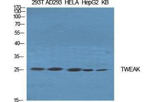 Western Blotting (WB) image for anti-Tumor Necrosis Factor (Ligand) Superfamily, Member 12 (TNFSF12) (Internal Region) antibody (ABIN6280353)