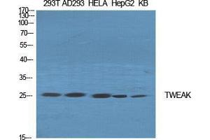 Western Blot (WB) analysis of specific cells using TWEAK Polyclonal Antibody. (TWEAK Antikörper  (Internal Region))
