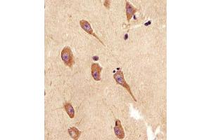 Antibody staining TGFBR2 in human brain sections by Immunohistochemistry (IHC-P - paraformaldehyde-fixed, paraffin-embedded sections). (TGFBR2 Antikörper  (N-Term))