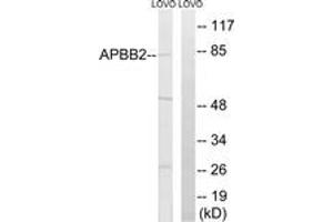 Western blot analysis of extracts from LOVO cells, using APBB2 Antibody.