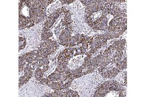 IHC analysis of COX6B1 using anti-COX6B1 antibody (ABIN7603206). (COX6B1 Antikörper  (N-Term))