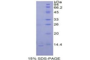 SDS-PAGE analysis of Prokineticin 2 Protein.