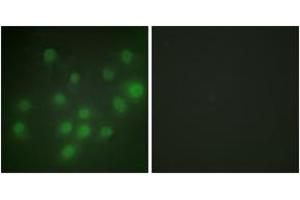 Immunofluorescence (IF) image for anti-HKR1, GLI-Kruppel Zinc Finger Family Member (HKR1) (AA 141-190) antibody (ABIN2889387) (HKR1 Antikörper  (AA 141-190))