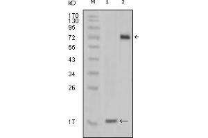 Western Blotting (WB) image for anti-serine/threonine/tyrosine Kinase 1 (STYK1) (truncated) antibody (ABIN2464109) (STYK1 Antikörper  (truncated))