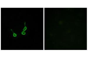 Immunofluorescence analysis of HepG2 cells, using GPR150 antibody. (GPR150 Antikörper  (C-Term))