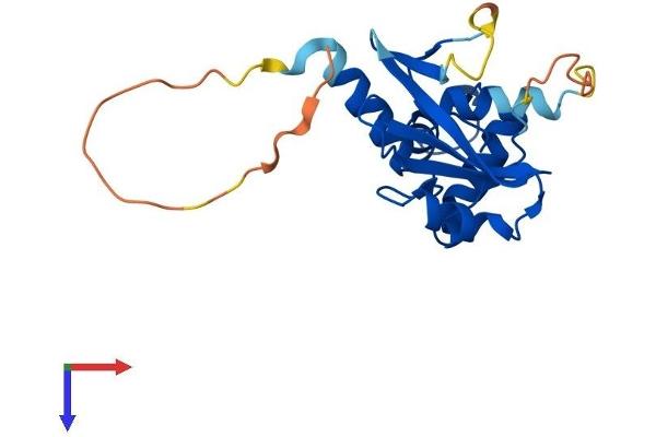 SOCS2 Protein (AA 1-198) (His tag)