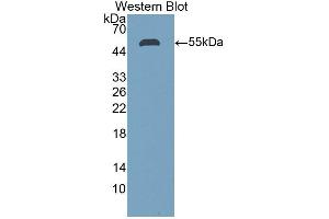 Stanniocalcin 1 Antikörper  (AA 28-247)