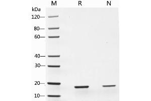2 μg of TNF-α, Human was resolved with SDS-PAGE under reducing (R) and non-reducing (N) conditions and visualized by Coomassie Blue staining. (TNF alpha Protein)