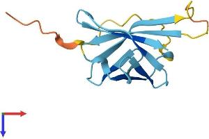 AlphaFold protein structure predicition of Mouse Recombinant Tcl1b2 Protein, UniprotID P56841