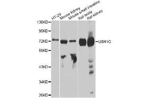 Western blot analysis of extracts of various cell lines, using USH1C antibody. (USH1C Antikörper  (AA 1-100))