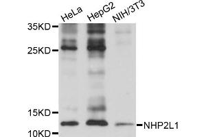 Western blot analysis of extracts of various cell lines, using NHP2L1 antibody (ABIN5973520) at 1/1000 dilution. (NHP2L1 Antikörper)