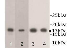 Western Blotting (WB) image for anti-Histone Cluster 1, H3f (HIST1H3F) (meLys4) antibody (ABIN1854944) (HIST1H3F Antikörper  (meLys4))
