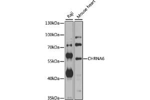 Western blot analysis of extracts of various cell lines, using CHRN antibody  at 1:1000 dilution. (CHRNA6 Antikörper  (AA 350-440))