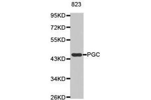 Western Blotting (WB) image for anti-Pepsinogen C (PGC) antibody (ABIN1874107) (PGC Antikörper)