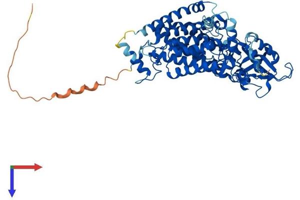 LMF1 Protein (AA 1-567) (His tag)