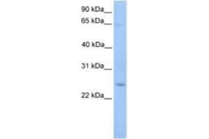 Western Blotting (WB) image for anti-Autophagy Related 10 (ATG10) antibody (ABIN2463627)