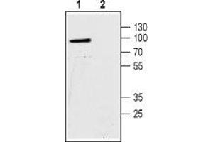 Western blot analysis of human Colo-205 colorectal carcinoma cell lysates: - 1. (SLC9A2 Antikörper  (C-Term, Intracellular))