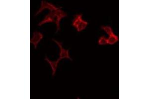 ABIN6275624 staining HeLa by IF/ICC. (CCT7 Antikörper  (Internal Region))