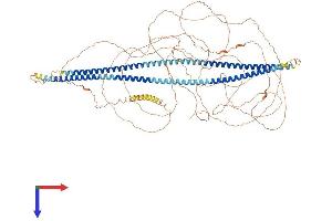 NEFH Protein (AA 1-1026) (His tag)