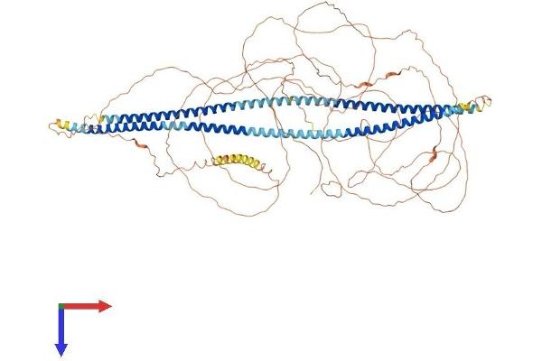 NEFH Protein (AA 1-1026) (His tag)