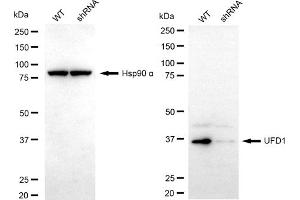 Western blotting analysis using UFD1 antibody (ABIN7800715). (Rekombinanter UFD1L Antikörper)