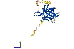 FGF11 Protein (AA 1-225) (His tag)