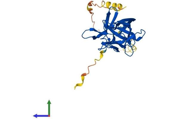 FGF11 Protein (AA 1-225) (His tag)