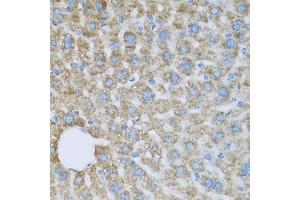 Immunohistochemistry of paraffin-embedded mouse liver using COX6A1 antibody. (COX6A1 Antikörper  (AA 25-109))
