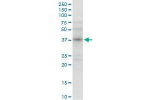 NMI MaxPab rabbit polyclonal antibody. (NMI Antikörper  (AA 1-307))