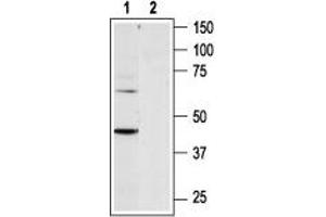Western blot analysis of rat heart membranes: - 1. (P2RY6 Antikörper  (C-Term, Intracellular))
