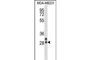 NEUROG2 Antibody (Center) (ABIN657940 and ABIN2846883) western blot analysis in MDA-M cell line lysates (35 μg/lane). (Neurogenin 2 Antikörper  (AA 95-124))