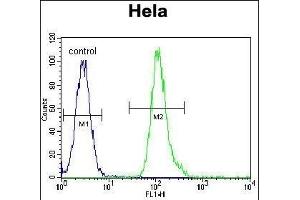 VIME Antibody (ABIN652639 and ABIN2842429) flow cytometric analysis of Hela cells (right histogram) compared to a negative control cell (left histogram). (Vimentin Antikörper)