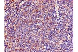 Immunohistochemistry of paraffin-embedded human lymph node tissue using ABIN7151053 at dilution of 1:100 (LNX1 Antikörper  (AA 133-259))