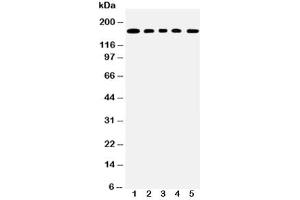 Western Blotting (WB) image for anti-Mucin 1 (MUC1) (AA 1067-1083) antibody (ABIN3031861)
