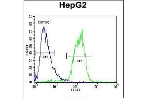 Flow cytometric analysis of HepG2 cells (right histogram) compared to a negative control cell (left histogram). (ACOT11 Antikörper  (C-Term))