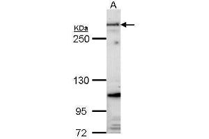 WB Image Sample (30 ug of whole cell lysate) A: Hela 5% SDS PAGE Fibrillin-1 antibody antibody diluted at 1:1000 (Fibrillin 1 Antikörper  (C-Term))