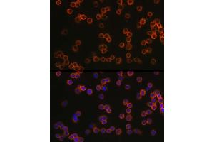 Immunofluorescence analysis of R. (TLR4 Antikörper  (AA 500-600))