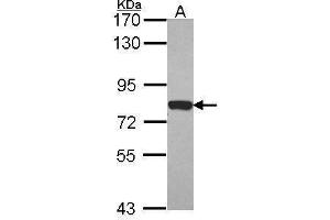 Moesin Antikörper  (C-Term)