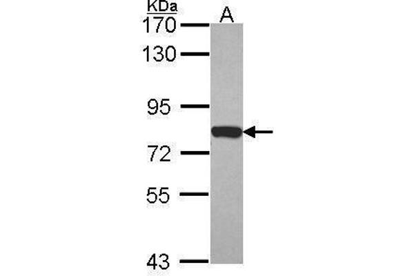 Moesin Antikörper  (C-Term)