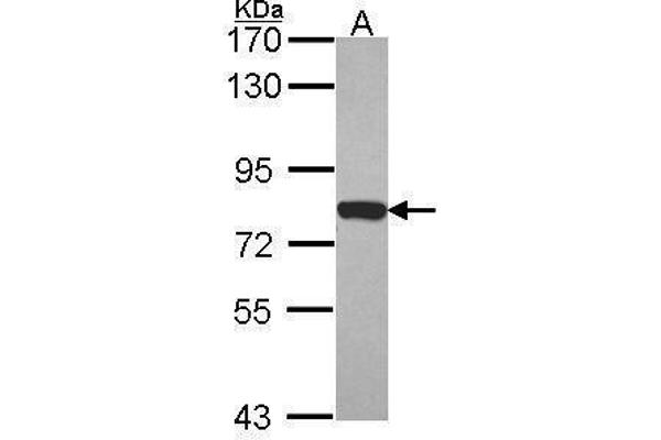 Moesin anticorps  (C-Term)
