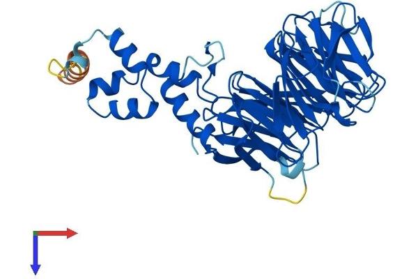 FBXW4 Protein (AA 1-412) (His tag)