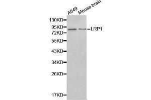 Western blot analysis of extracts of various cell lines, using LRP1 antibody. (LRP1 Antikörper  (AA 20-270))
