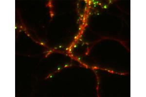 Immunostaining of a hippocampus neuron with anti-CASKIN 1 (dilution 1 : 2000; red) and fluorescence-labeled anti-synapsin (C3, dilution 1 : 500, green). (CASKIN1 Antikörper  (AA 1416-1430))