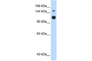 WB Suggested Anti-GAPVD1 Antibody Titration:  0. (GAPVD1 Antikörper  (N-Term))