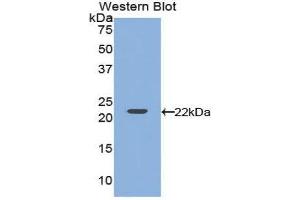 Western Blotting (WB) image for anti-Vascular Endothelial Growth Factor A (VEGFA) (AA 27-190) antibody (ABIN3209185) (VEGFA Antikörper  (AA 27-190))