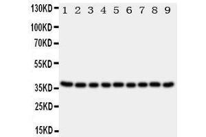 Western Blotting (WB) image for anti-Kallikrein 10 (KLK10) (AA 252-265), (C-Term) antibody (ABIN3043037)