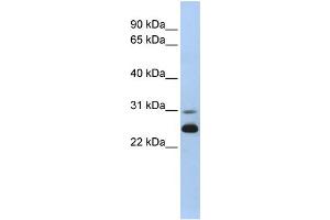 WB Suggested Anti-AK1 Antibody Titration:  0. (Adenylate Kinase 1 Antikörper  (N-Term))