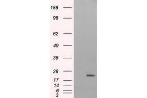 Western Blotting (WB) image for anti-Nitrilase Family, Member 2 (NIT2) antibody (ABIN1499739) (NIT2 Antikörper)