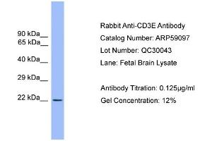 WB Suggested Anti-CD3E  Antibody Titration: 0. (CD3 epsilon Antikörper  (Middle Region))